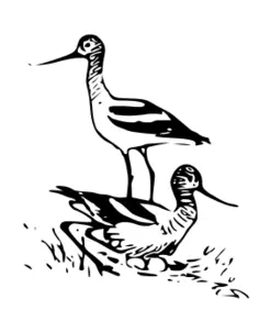 Avocet birds vector