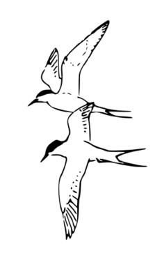Arctic Terns Vector Image