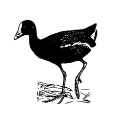 Gallinule bird vector