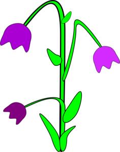 Bellflower vector graphics