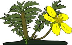 Potentilla anserina flower