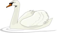 Swan swimming vector