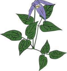 Clematis occidentalis flower