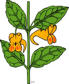 Orange jewelweed flower