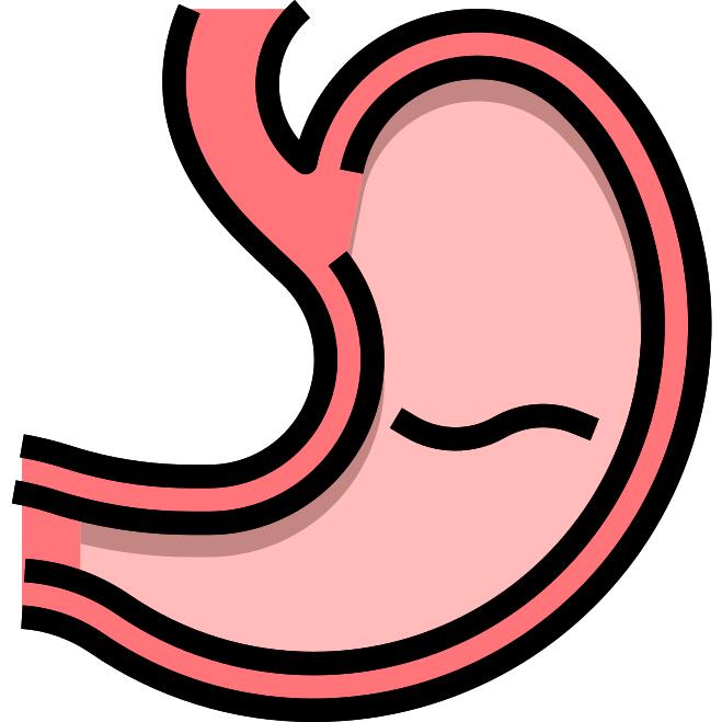 Stomach