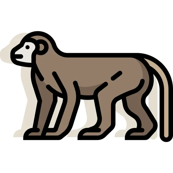 Monkey