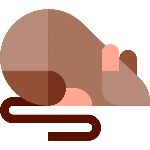 鼠