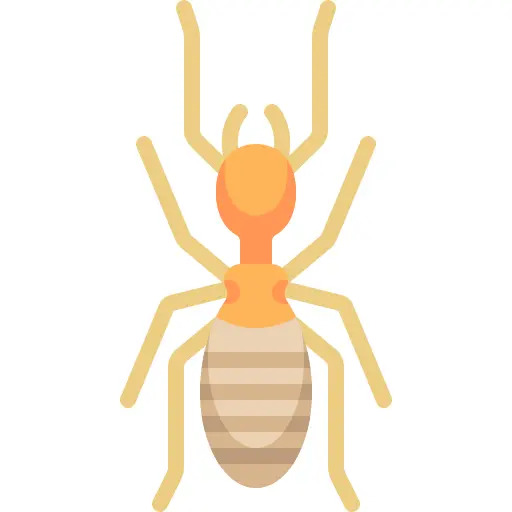 Termite