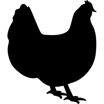 Orpington chicken