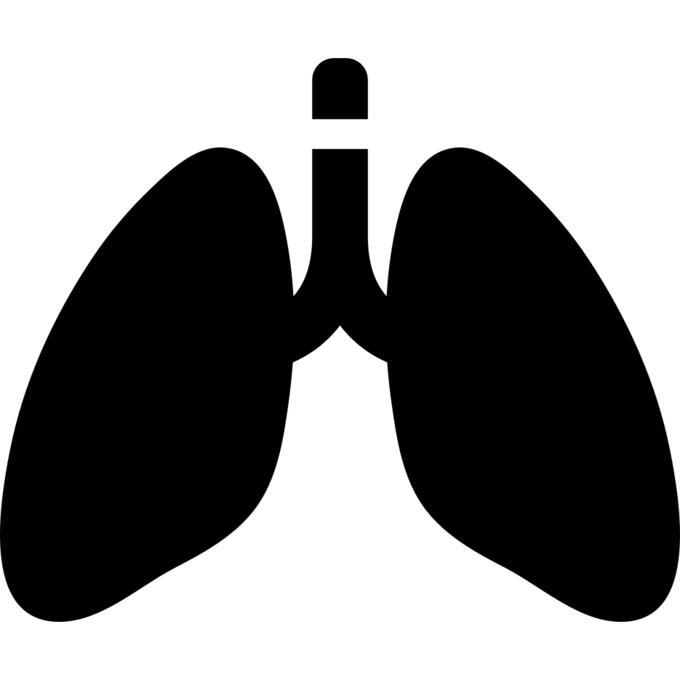Lungs organ