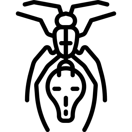 Ant