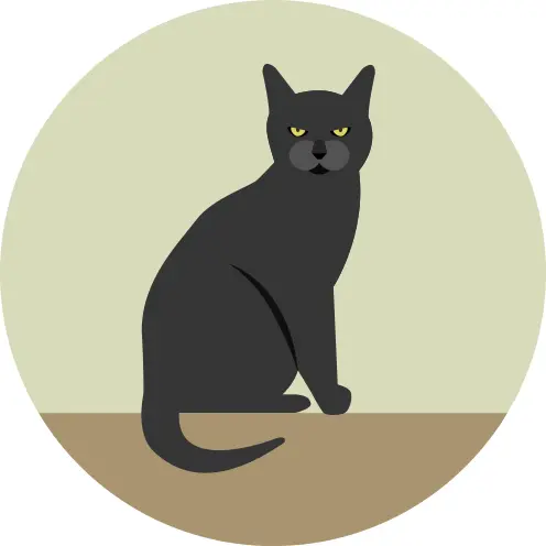 Black cat