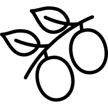 在分支上的水果