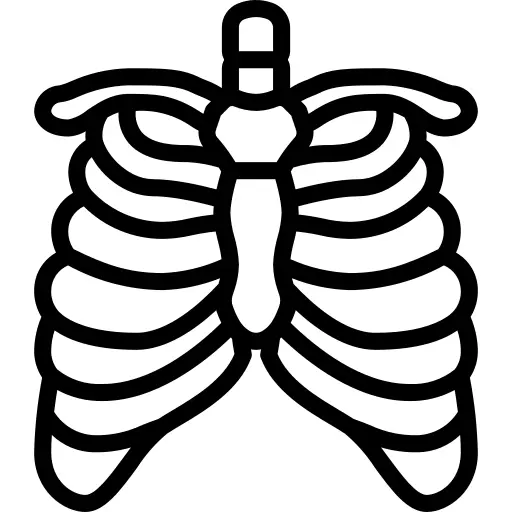 Sternum