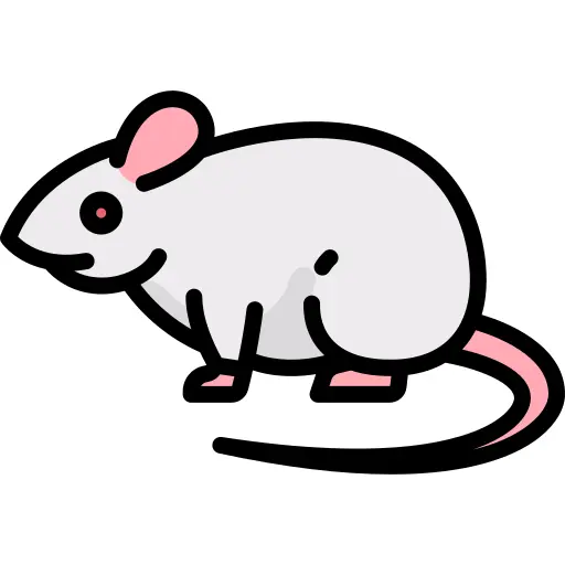 老鼠