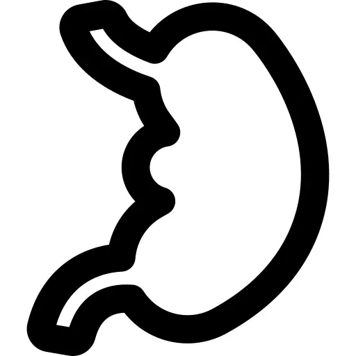 Stomach