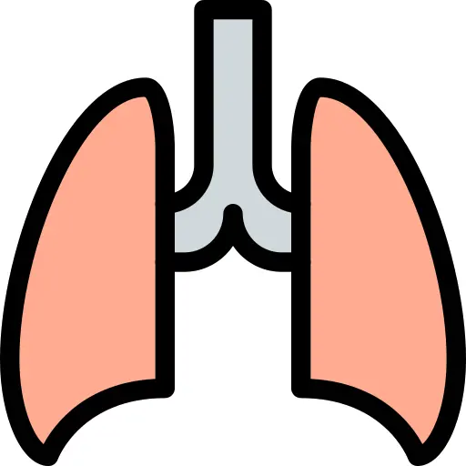 Lungs