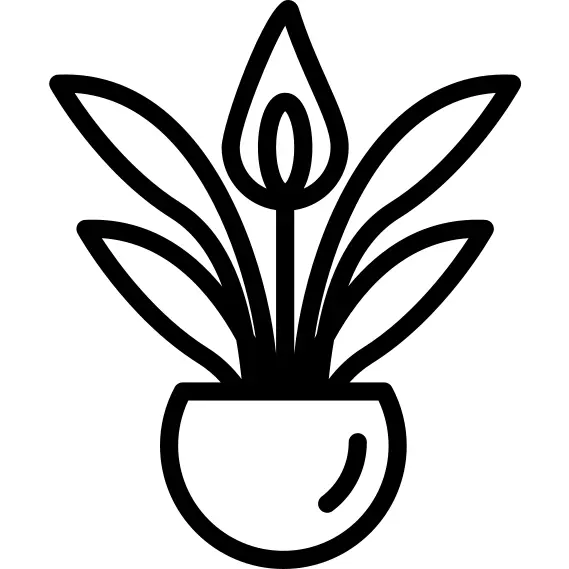 植物