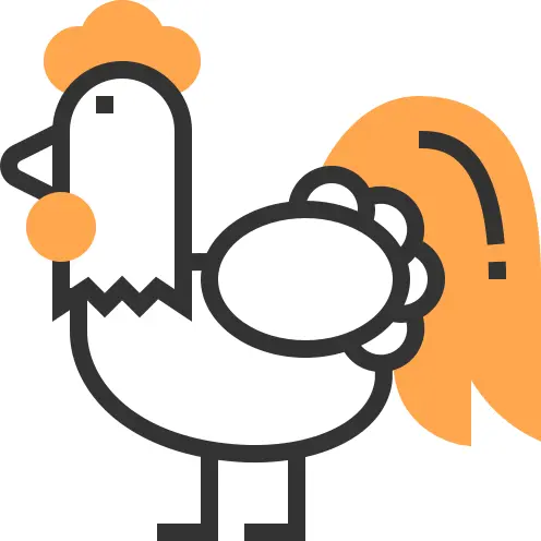 母鸡