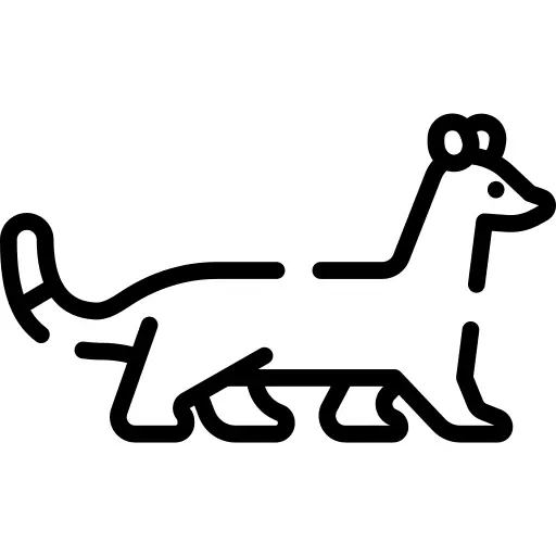 貂