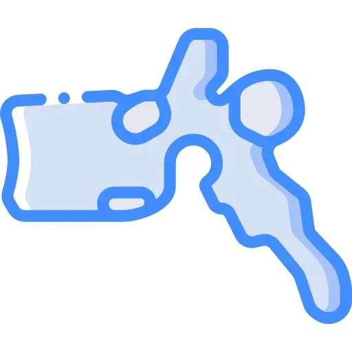 Vertebra