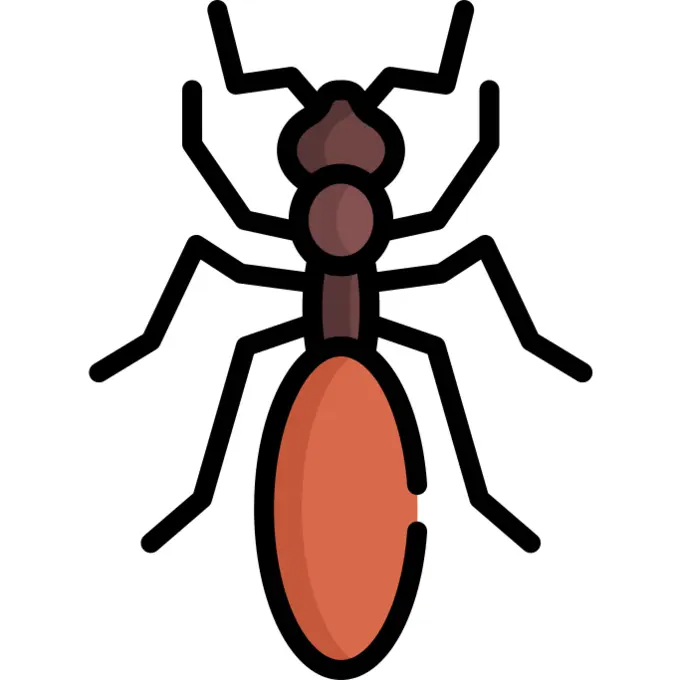 Ant