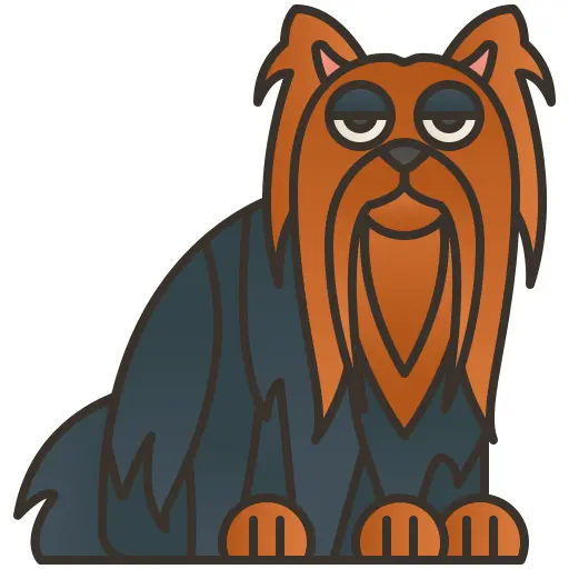 约克夏犬