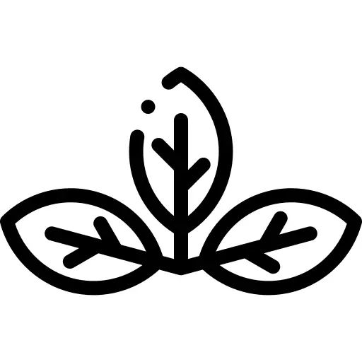 Coca leaves