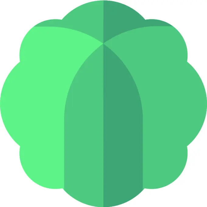 卷心菜