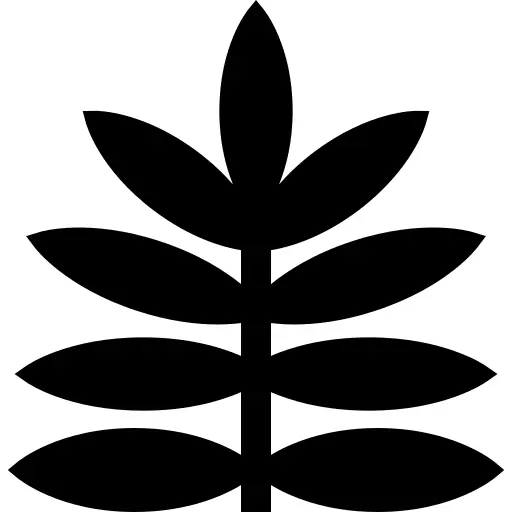Fern