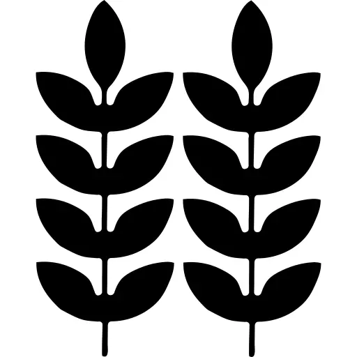 Wheat grain