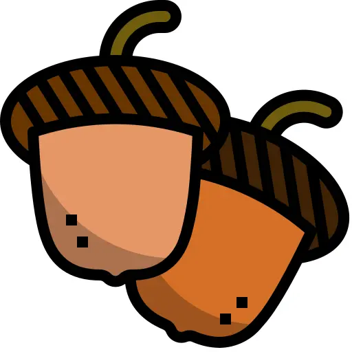 Acorn