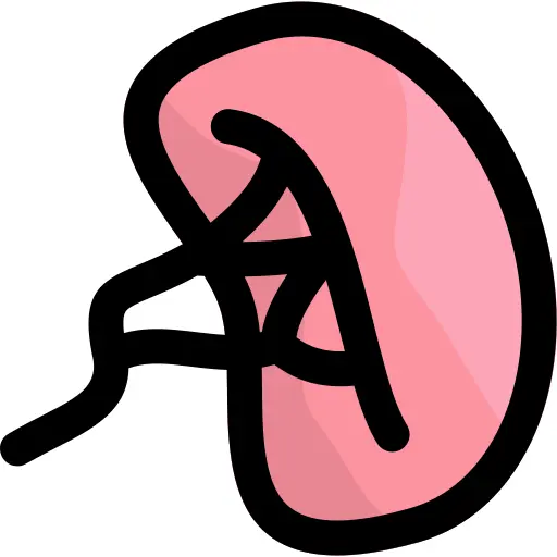 脾