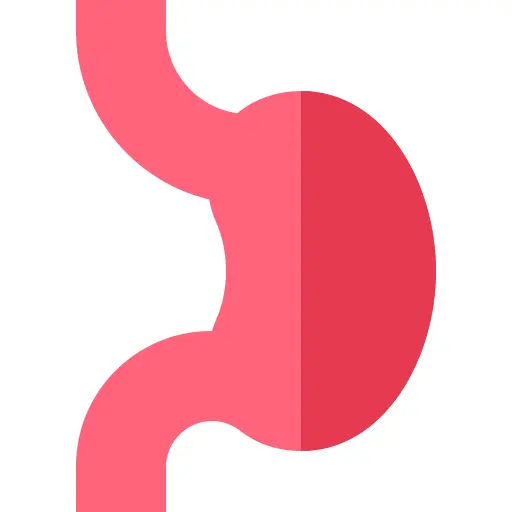 Stomach