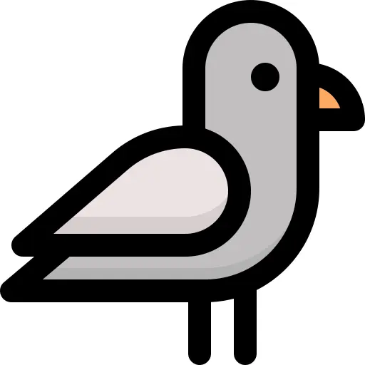 Pigeon