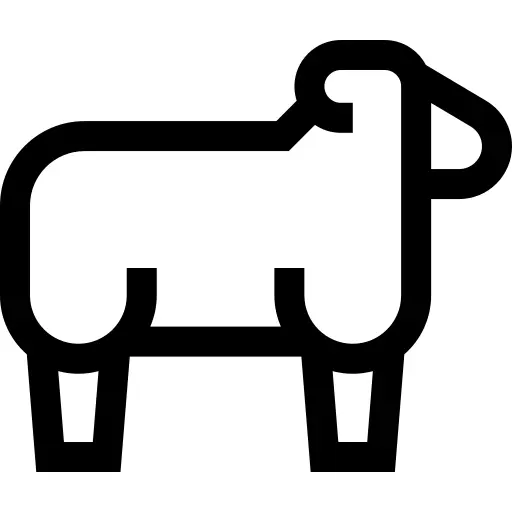 Sheep
