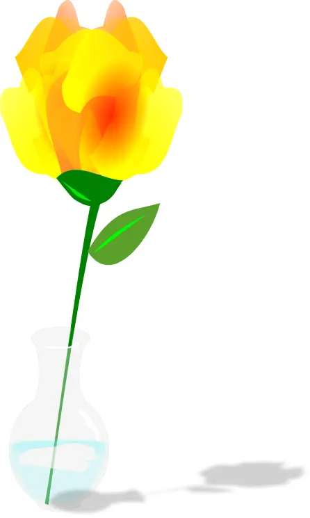 Single yellow rose