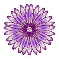 Purple daisy