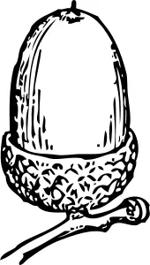 Acorn vector image