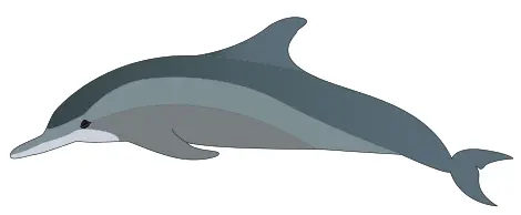 Dolphin's profile