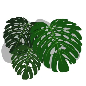 Philadendron