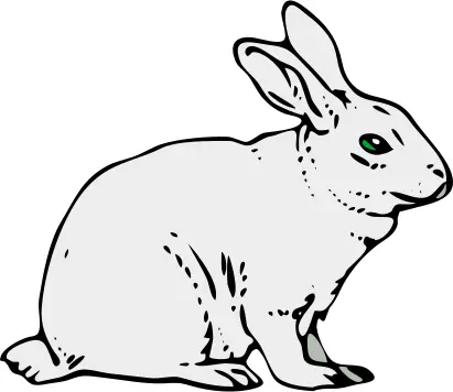 Gray rabbit