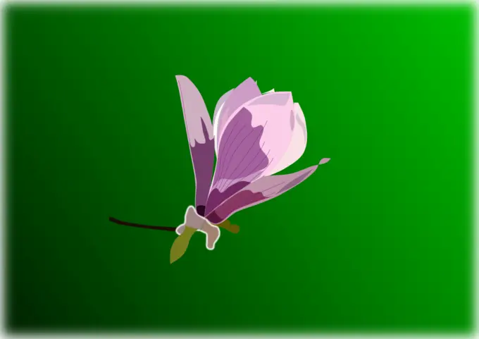 Magnolia vector drawing