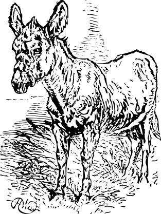 Vector drawing of old sad donkey on grass