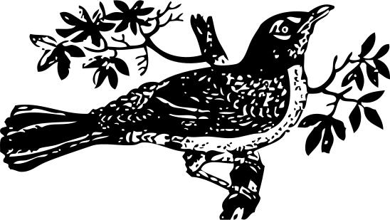 Vector drawing of a mockingbird on a tree branch