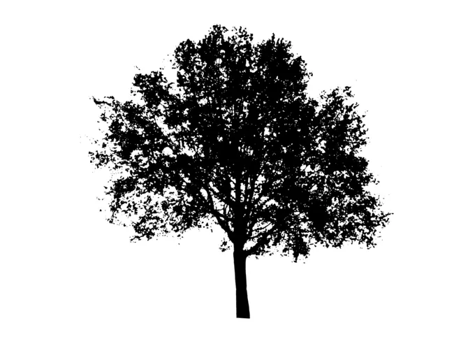 Silhouette vector graphics of vase tree top