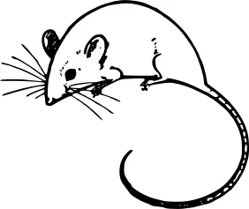 Vector graphics of mouse with long tail