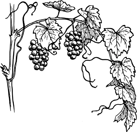 Grapevine with its branch vector clip art