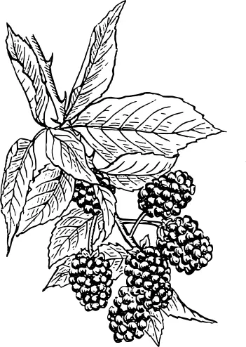 Blackberries on branch vector clip art