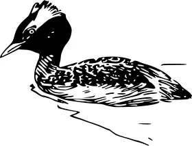 Horned grebe swimming vector graphics